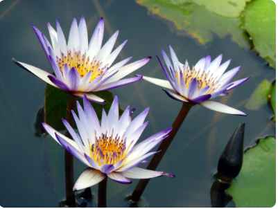 Where to Buy Blue Lotus Flower: A Comprehensive Guide